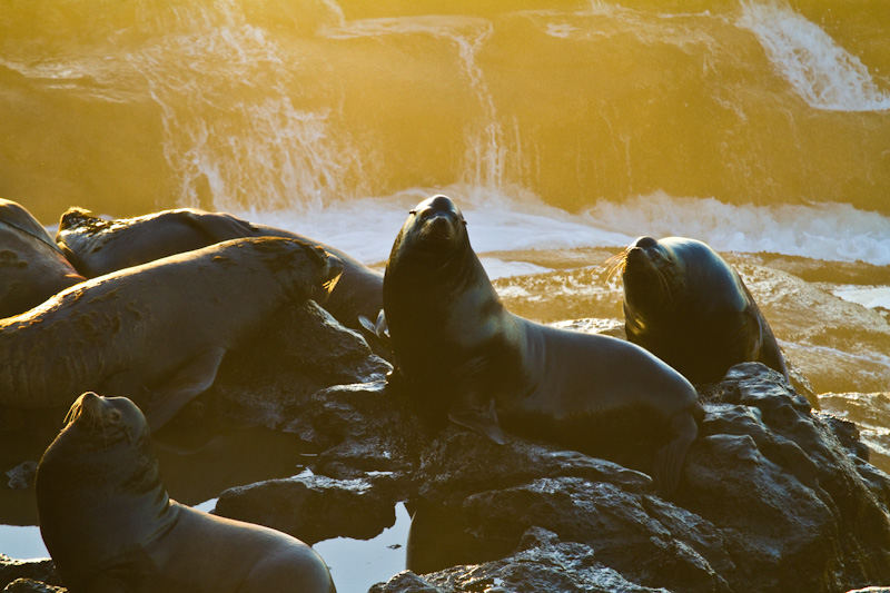 California Sea Lions